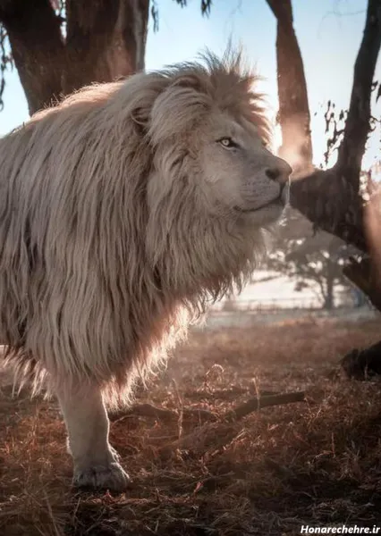  زیباترین عکس شیر جنگل