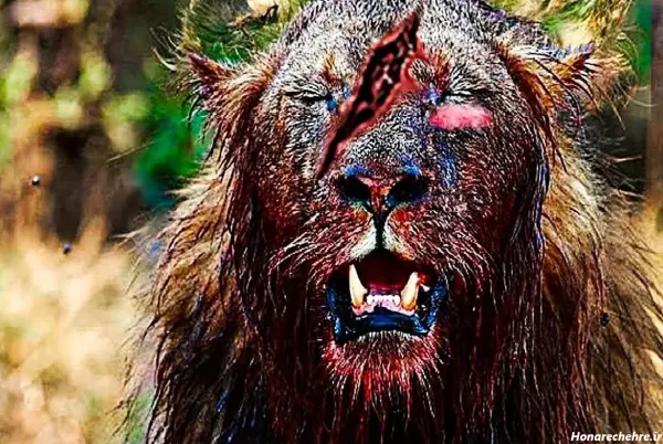  زیباترین عکس شیر جنگل