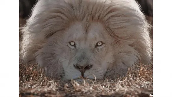  زیباترین عکس شیر جنگل