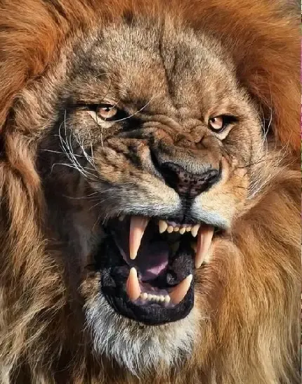  تصویر زمینه شیر سه بعدی