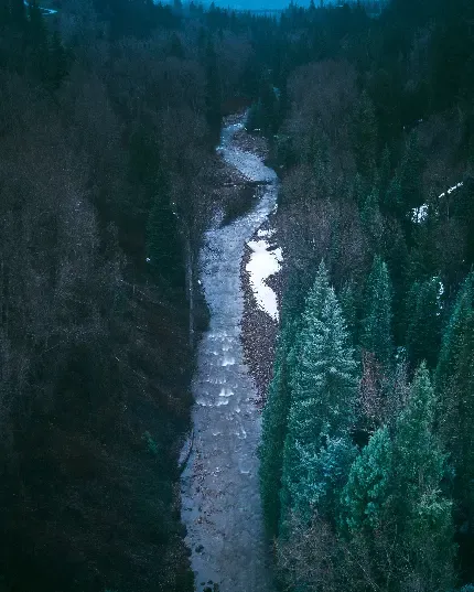  تصویر زمینه سیاه سفید جنگل