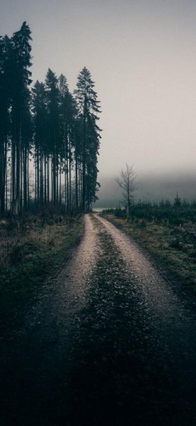 عکس جنگل برای تصویر زمینه