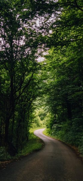  عکس جنگل برای تصویر زمینه