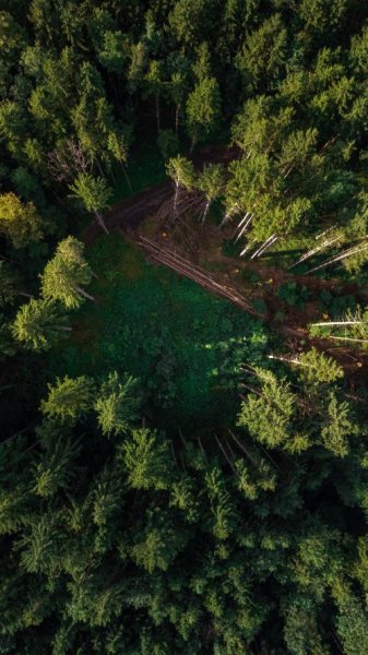  عکس جنگل برای تصویر زمینه