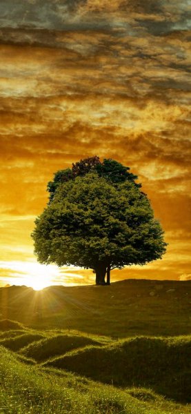  پس زمینه جنگل برای گوشی موبایل