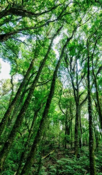  پس زمینه جنگل برای گوشی موبایل