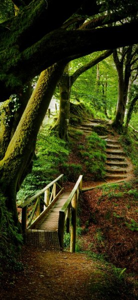  پس زمینه جنگل برای گوشی موبایل