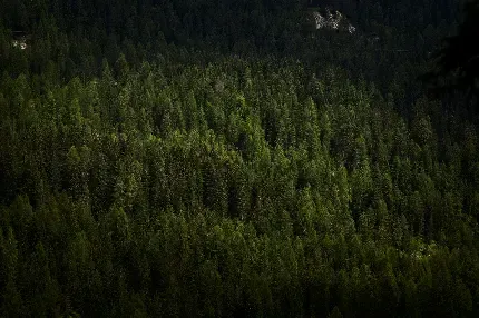  تصویر زمینه جنگل برای گوشی اندروید