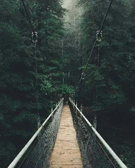  تصویر زمینه جنگل برای گوشی اندروید