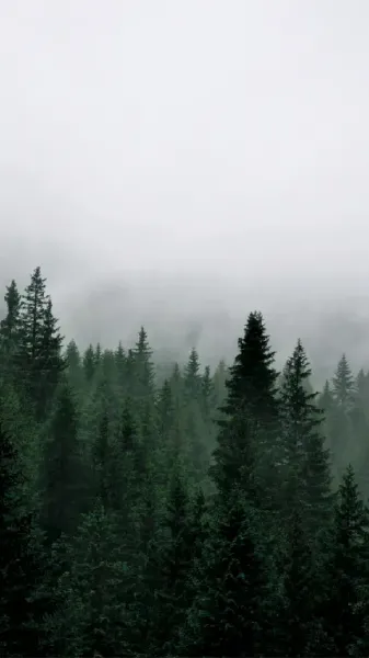  عکس تصویر زمینه جنگل سرسبز