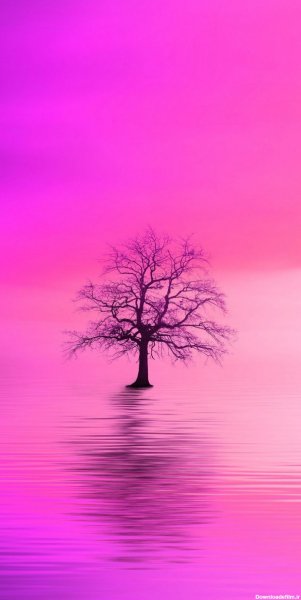  عکس تصویر زمینه درخت با کیفیت بالا