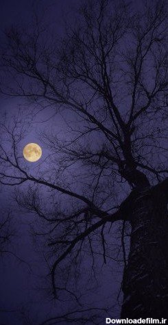  عکس تصویر زمینه درخت با کیفیت بالا