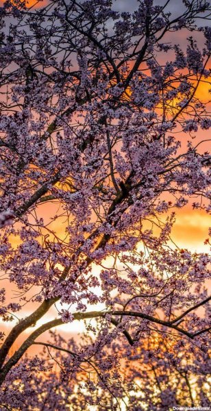  عکس تصویر زمینه درخت با کیفیت بالا