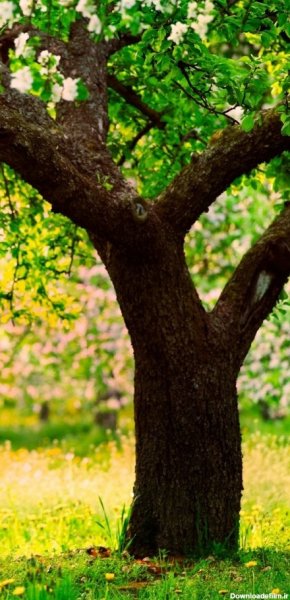  عکس تصویر زمینه درخت با کیفیت بالا