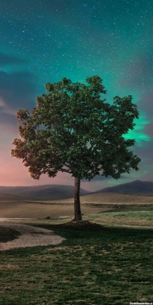  عکس تصویر زمینه درخت با کیفیت بالا