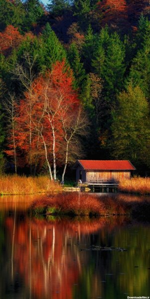  عکس تصویر زمینه درخت با کیفیت بالا