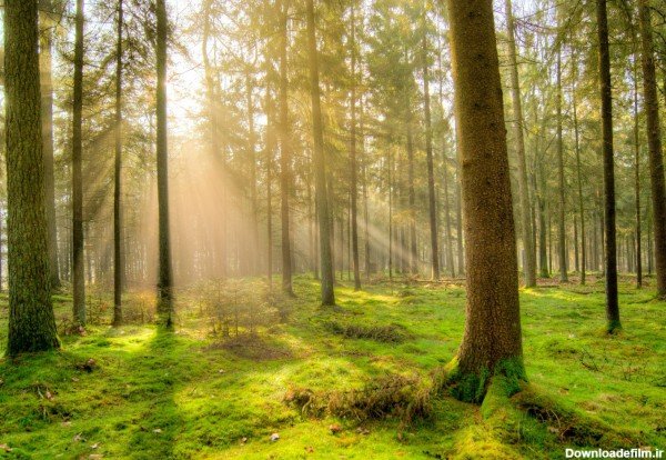  عکس تصویر زمینه درخت با کیفیت بالا