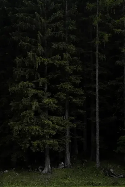  عکس بک گراند جنگل