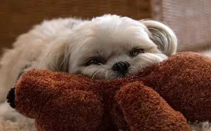  عکس سگ هاسکی پشمالو