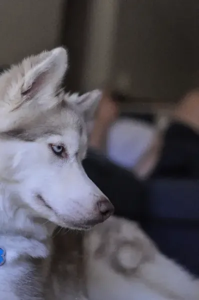  عکس سگ هاسکی پشمالو