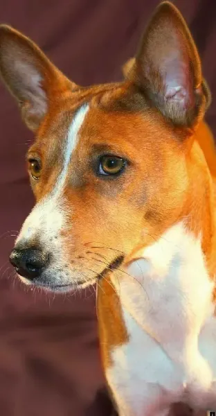  عکس هاسکی سفید