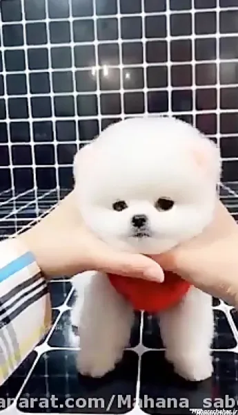  عکس سگ فنجونی