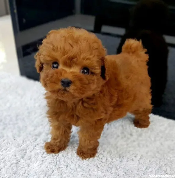  عکس سگ فنجونی