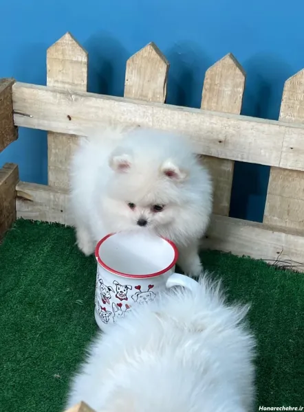  عکس سگ فنجونی