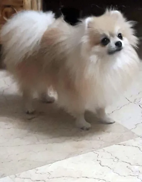  عکس سگ فنجونی