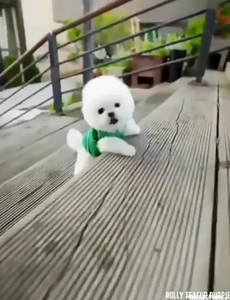  عکس سگ فنجونی