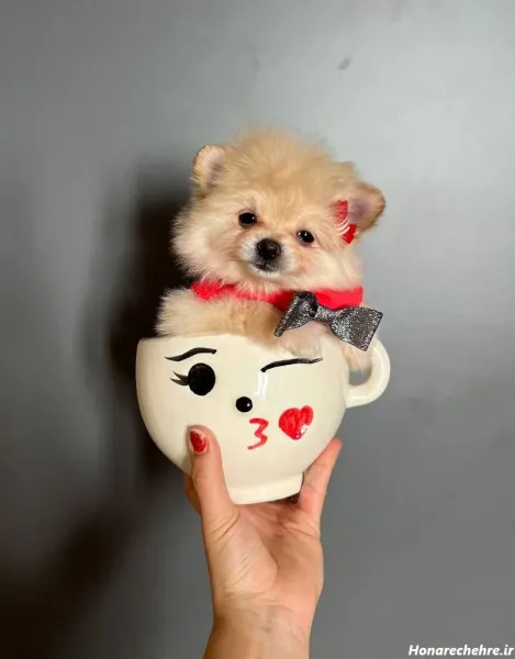  عکس سگ فنجونی