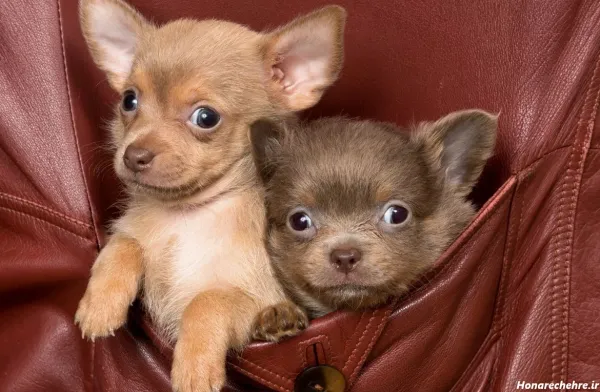  عکس سگ فنجونی