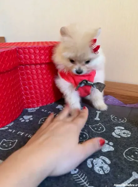  عکس سگ فنجونی