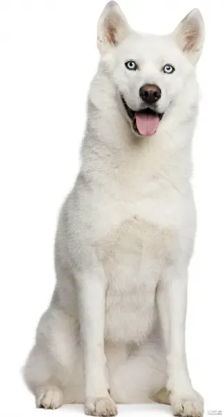  عکس سگ هاسکی چشم ابی