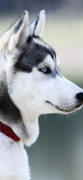  عکس سگ هاسکی در پیست اسکی