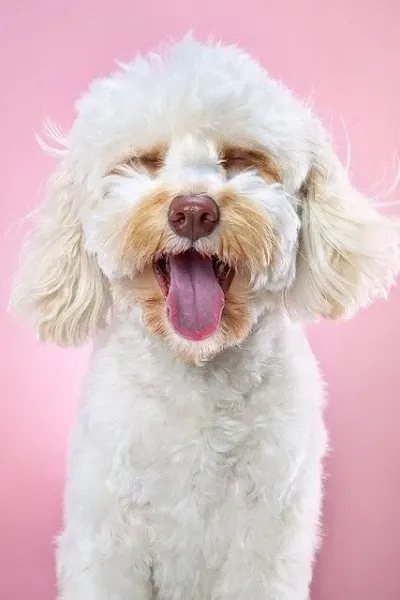  عکس سگ هاسکی در پیست اسکی