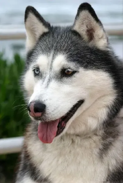  عکس سگ هاسکی در پیست اسکی