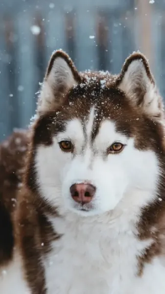  عکس سگ هاسکی در پیست اسکی