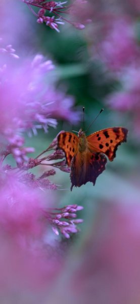 عکس بک گراند پروانه