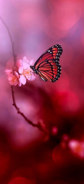  عکس بک گراند پروانه