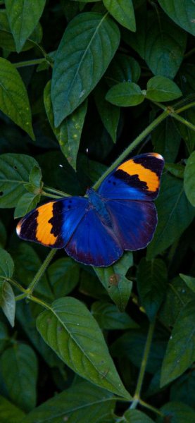  عکس بک گراند پروانه