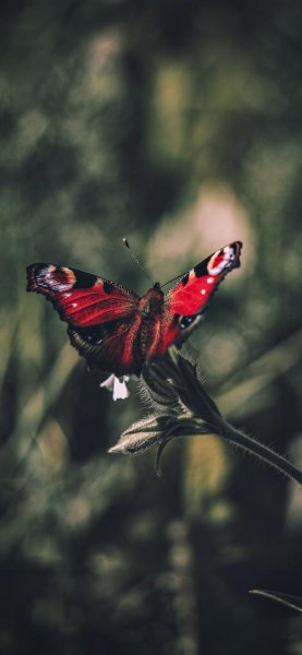  عکس بک گراند پروانه