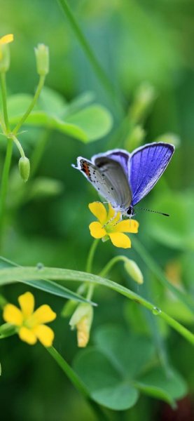  عکس بک گراند پروانه