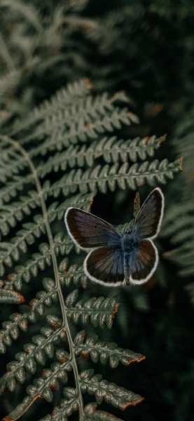  عکس بک گراند پروانه