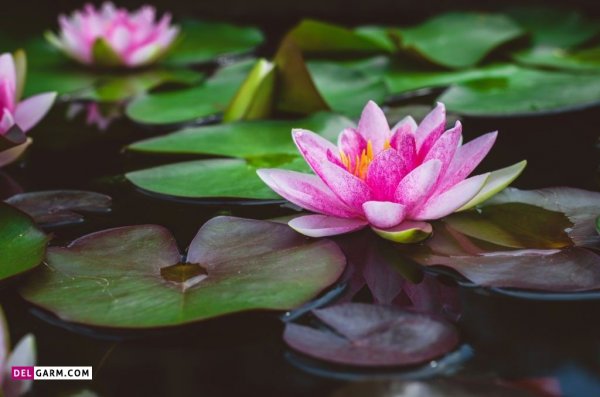  تصویر زمینه نیلوفر آبی