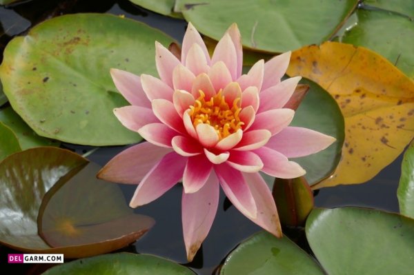  تصویر زمینه نیلوفر آبی