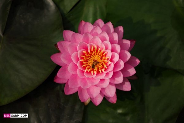  تصویر زمینه نیلوفر آبی