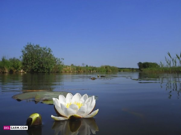  تصویر زمینه نیلوفر آبی