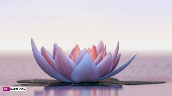  تصویر زمینه نیلوفر آبی