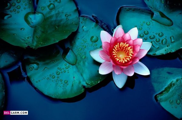  تصویر زمینه نیلوفر آبی